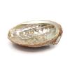 Abalone-Schale Grösse : 10 bis 12cm (n°2)